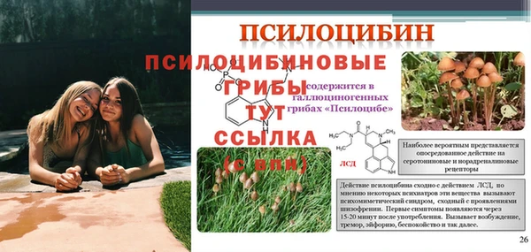стафф Аркадак